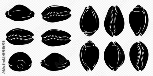 Set of black silhouettes of cowrie shells, various shapes and sizes, isolated on a transparent background.