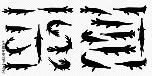 Set of various alligator gar fish silhouettes in different poses, isolated on a transparent background.