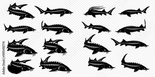 Set of various sturgeon fish silhouettes in black and white, representing different species and poses for aquatic life designs.
