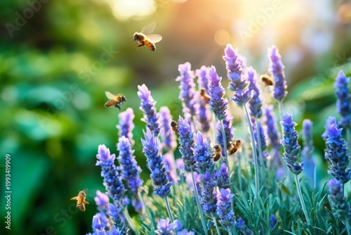 Bees Gather Nectar From Lavender Flowers in a Garden During Sunset Hours