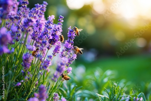 Bees Gather Nectar From Lavender Flowers in a Garden During Sunset Hours