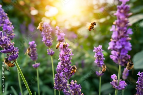 Bees Gather Nectar From Lavender Flowers in a Garden During Sunset Hours