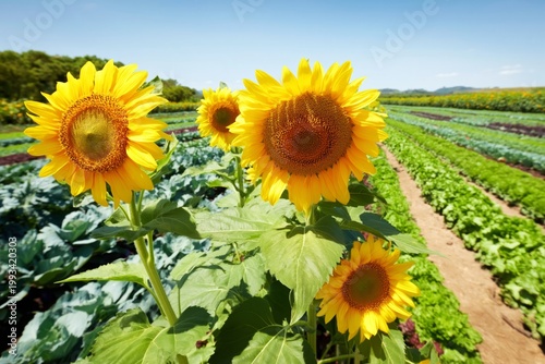 Sunflowers Stand Tall Beside Rows of Fresh Vegetables on a Sunny Day in a Far...