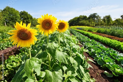 Sunflowers Stand Tall Beside Rows of Fresh Vegetables on a Sunny Day in a Far...