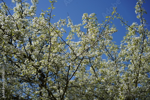 Üppige weiße Blütenpracht der Birne Pyrus phaeocarpa vor blauem Himmel