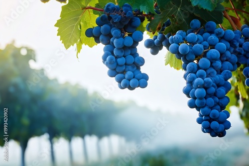 Grapes Hang on a Vine in a Vineyard During Early Morning Light in a Rural Area
