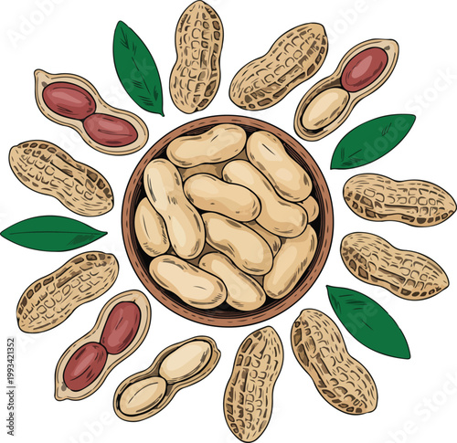 A detailed vintage style illustration of peanuts arranged in circular composition around a bowl botanical food design artwork
