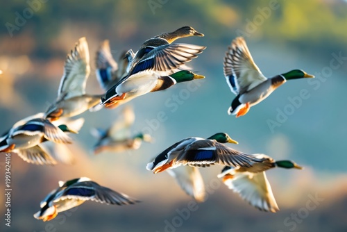 Ducks Flying Over Water During Sunset in a Quiet Natural Setting