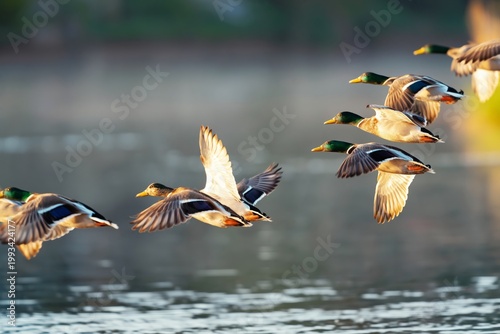Ducks Flying Over a Water Body During Sunset Near a Natural Landscape