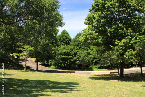 夏の公園
