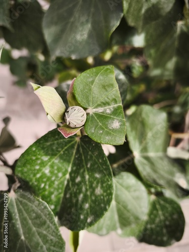 Fresh green leaves with small flower buds and slight white spots, macro plant detail shot.