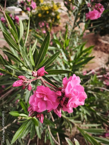 A detailed high-angle photograph capturing clusters of pink Nerium oleander flowers at various stages of bloom, from tight buds to full blossoms, providing a realistic view of Mediterranean