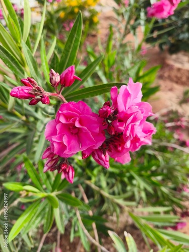 Pink Oleander blossoms soft close up lush green leaves and sunlight create a soft with natural bokeh background