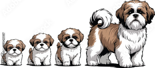 Digital illustration of four Shih Tzu dogs showing growth stages from puppy to adult in horizontal lineup composition