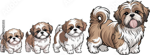 Digital illustration of four Shih Tzu dogs showing growth stages from puppy to adult in horizontal lineup composition