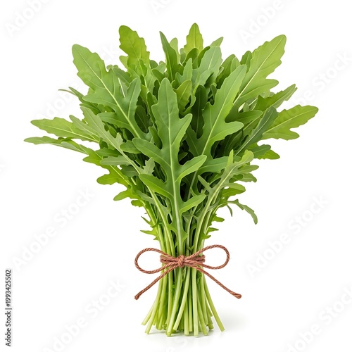 Freshly harvested bunch of arugula leaves tied with twine isolated on white background