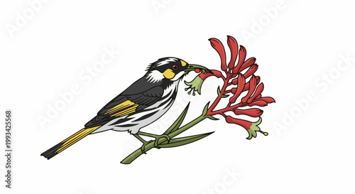 Small bird with black, white, and yellow plumage delicately feeding from a cluster of red tubular flowers on a green stem