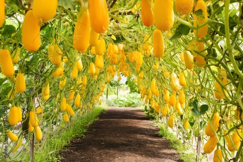 Yellow Squash Hang From Vines Above a Path in a Garden During Daylight Hours