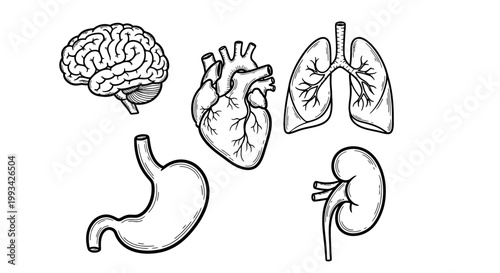 Collection of Hand-Drawn Human Internal Organs Detailed Vector Illustrations of Brain, Heart, Lungs, Stomach, and Kidney for Science and Health Education