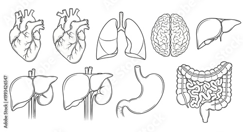 Comprehensive black and white line art collection illustrating essential human internal organs for educational and medical purposes, perfect for biology and health studies