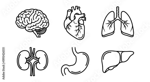 Detailed line art collection of human internal organs, featuring brain, heart, lungs, kidneys, stomach, and liver, ideal for medical education, healthcare design, and scientific illustrations