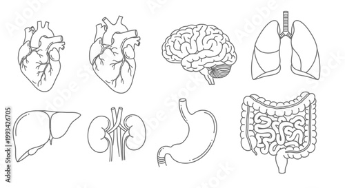 A collection of medical illustrations showcasing various human organs including the heart, brain, lungs, liver, kidneys, stomach, and intestines