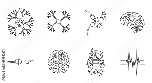 Collection of Medical and Scientific Illustrations Depicting Neurons, Brain Anatomy, and Nervous System Functionality