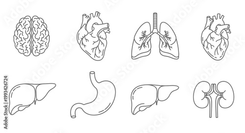 Set of internal human organs icons, including brain, heart, lungs, stomach, liver, and kidneys, in a clean line art style for medical and educational use