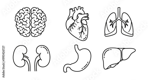 Collection of human organ icons including brain, heart, lungs, kidneys, stomach, and liver in outline style