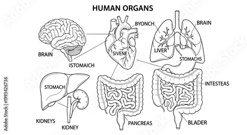 Detailed illustration of the human body's major organs including brain, heart, lungs, stomach, kidneys, liver, and intestines, presented in a clear diagrammatic style