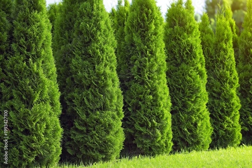 Rows of Green Shrubs in a Garden During Bright Daylight Hours