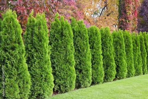 Rows of Green Shrubs in a Garden During Bright Daylight Hours