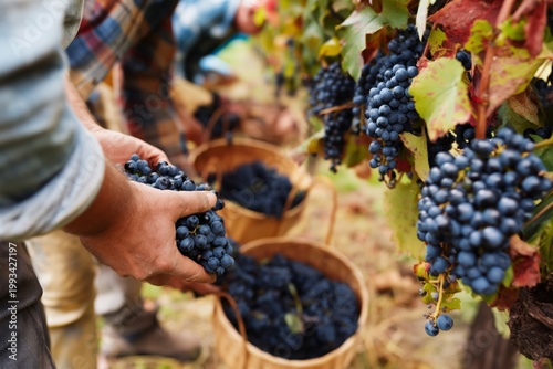 Grape Harvest in a Vineyard With Workers Collecting Fruit in Baskets During A...