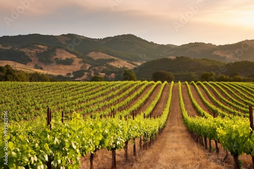 Vineyard Rows Stretch Into the Distance Under a Sunset Sky in a Rural Area