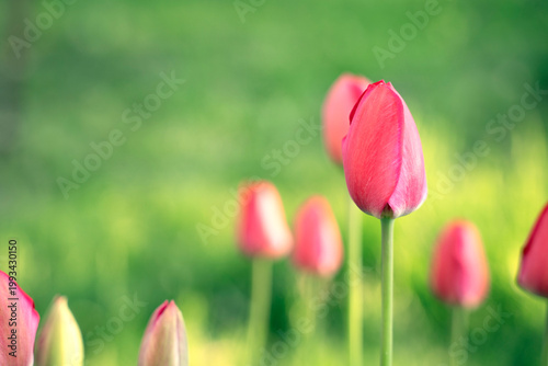Beautiful, delicate, pink tulip buds against a background of lush grass. Spring background.