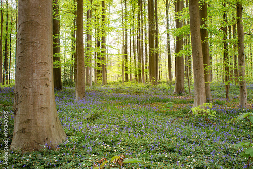 Billede på lærred Hallerbos forest forest in Belgium covered with purple bluebells in full spring