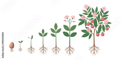 Seed germination, sprouting seedling, growing plant, flowering stage, fruit bearing, agriculture cycle, farming education, biology concept, flat vector illustration