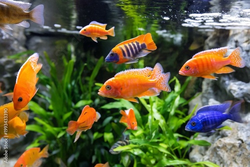 Colorful Fish Swim in an Aquarium Among Plants at a Home Setup During Daytime...
