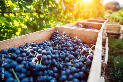 Grapes Collected in Wooden Crates During Harvest Time in a Vineyard Under Sun...