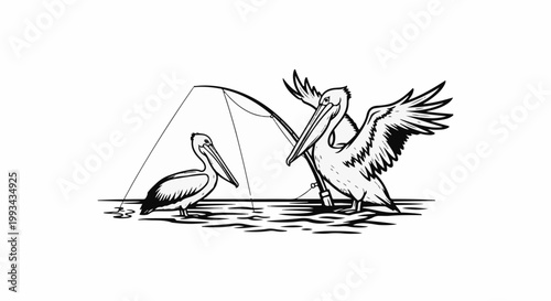 Two pelicans fishing in the water with a fishing rod