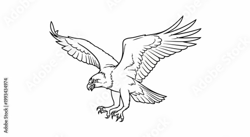 Black and white drawing of a bird of prey descending with outstretched wings