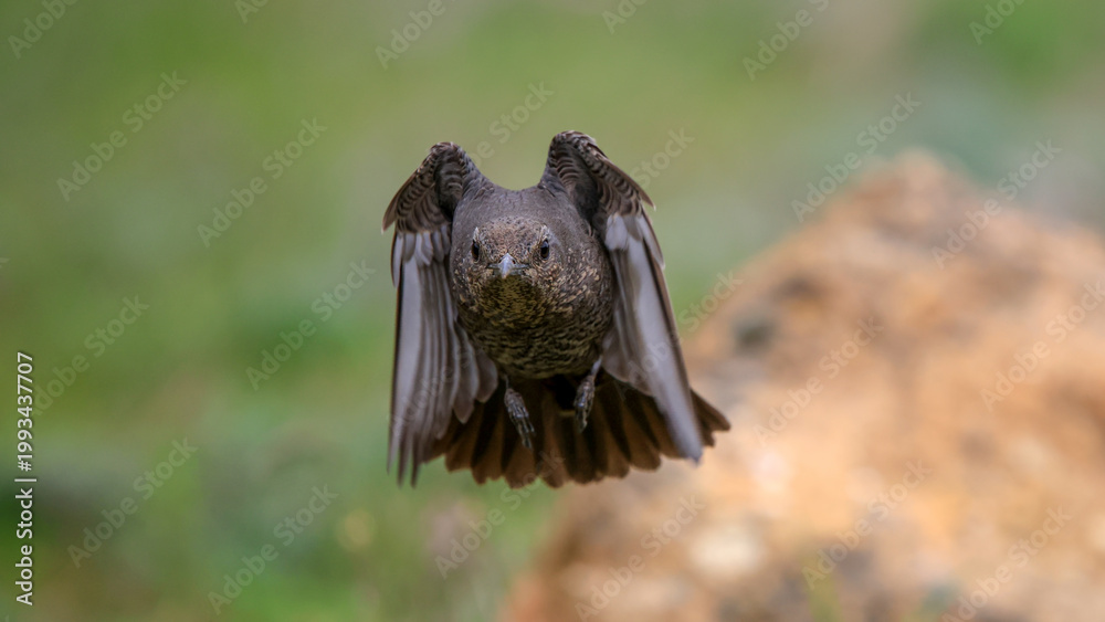 Fototapeta premium Blue Rock Thrush bird flying in nature