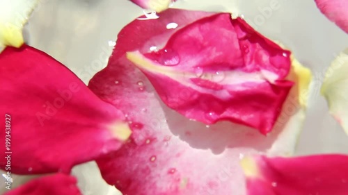 Bright pink and magenta rose petals with yellow bases are scattered on light surface, gently moving and rotating revealing vivid colors and soft textures in macro shot