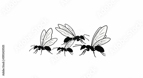 Four black winged ants depicted in a line, with the largest on the right