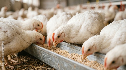Broiler chickens eating feed from a trough on a farm, close-up