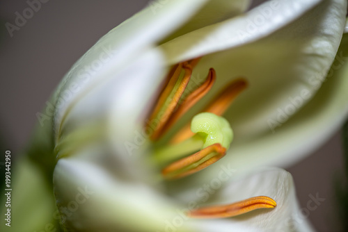 Macro Photo of White Lily Flower with Detailed Stamens and Soft Light