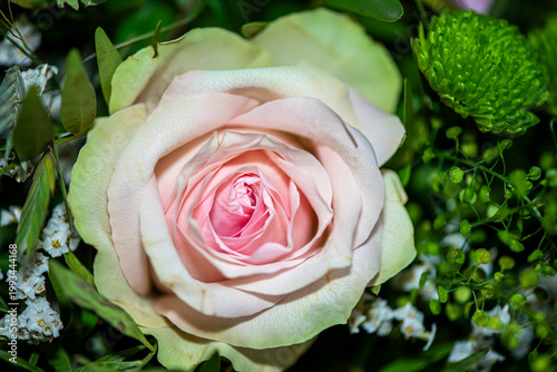 Soft Pink Rose Macro with Delicate Petals and Natural Light