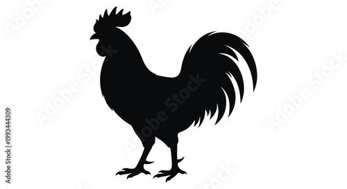 A proud rooster stands in profile a striking black silhouette