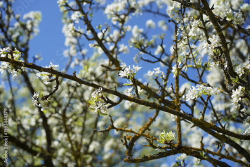 Mandelblättrige Birne (Pyrus spinosa) mit weißen Blüten im Frühling