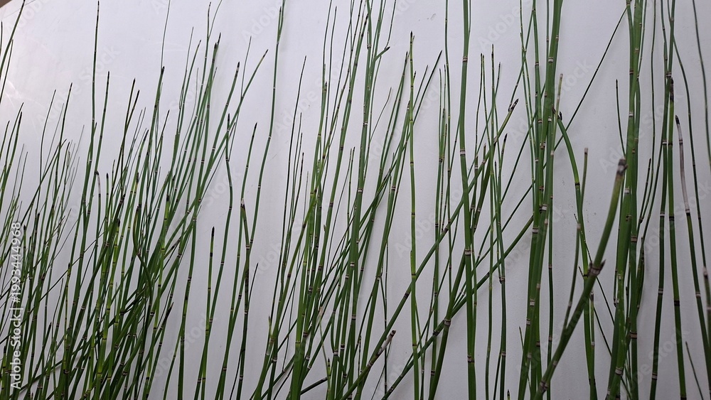 Obraz premium Thin Grass Plants on Light Background Minimal Nature Texture